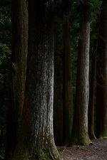 神渕神社の杉 .jpg